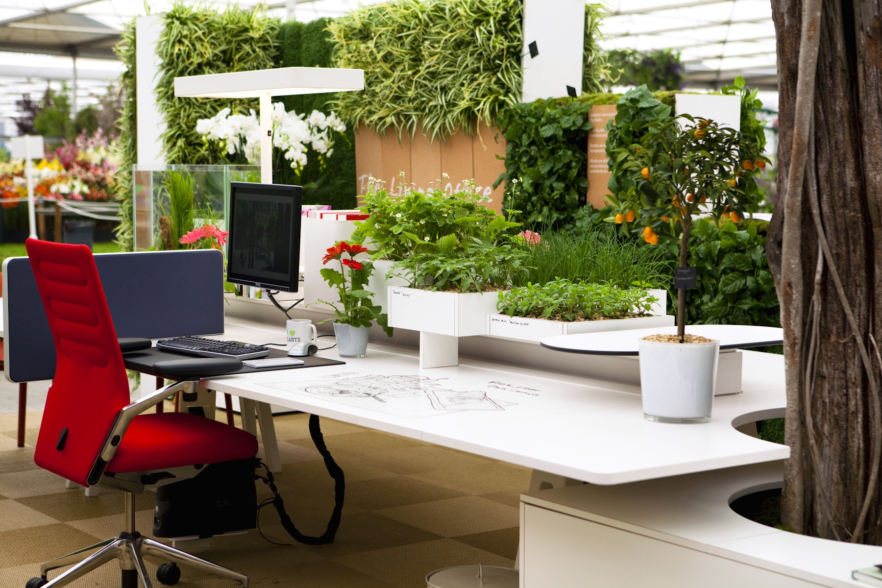 Как выбрать растения для домашнего кабинета или офиса на дому