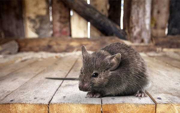 Как защитить дом от проникновения мышей